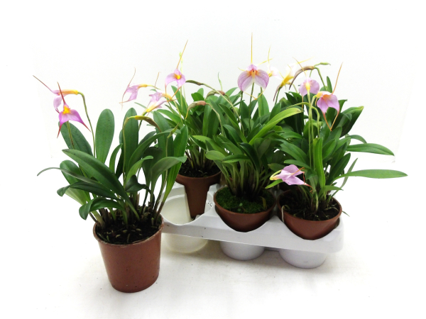 Masdevallia