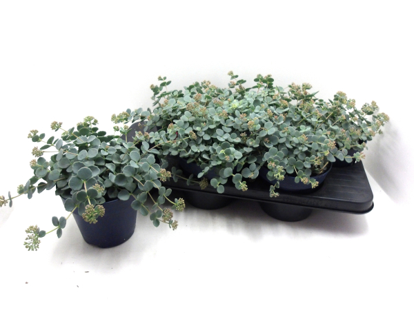 Sedum sieboldii