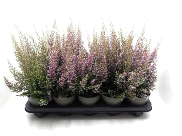 Erica sparsa rosa
