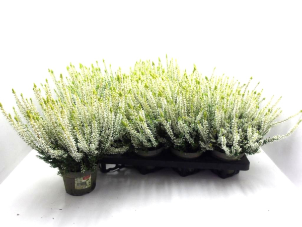 Calluna   vulg. weiß