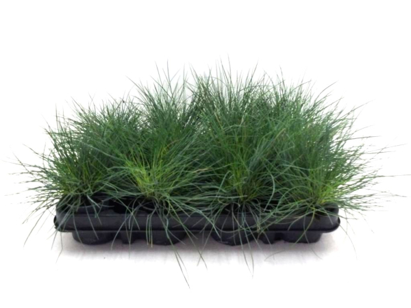Mini Festuca