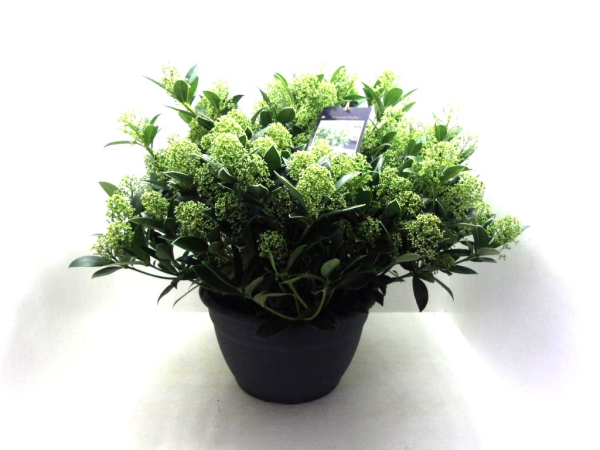 Skimmia jap. Schale 'Finchy'