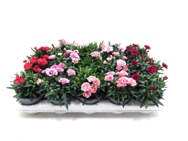 Dianthus gemischt