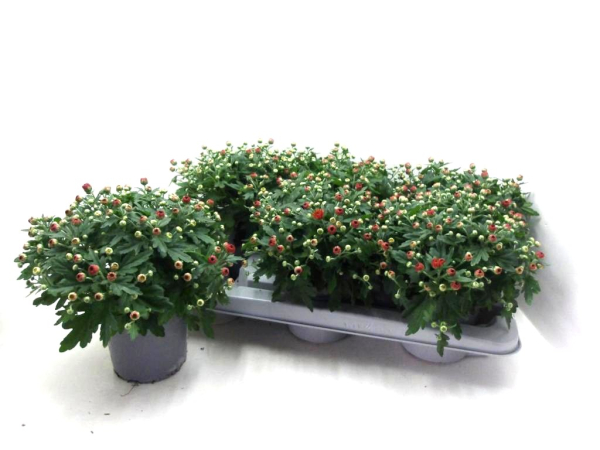 Chrysanthemum "Garden Mums" bronze