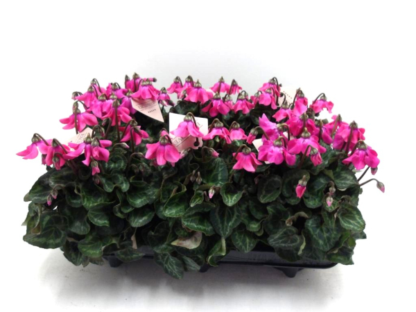 Cyclamen midi "Petticoat" pink
