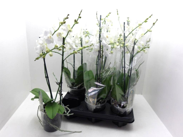 Phalaenopsis 2 Rispen weiß