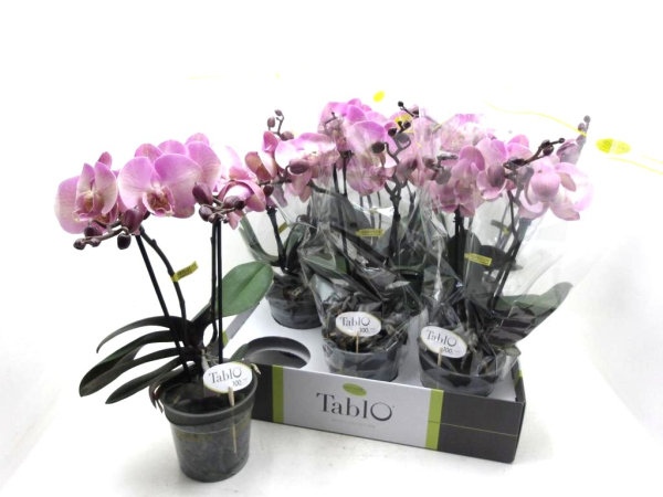 Phalaenopsis "Tablo" 2 Rispen "Rosato"