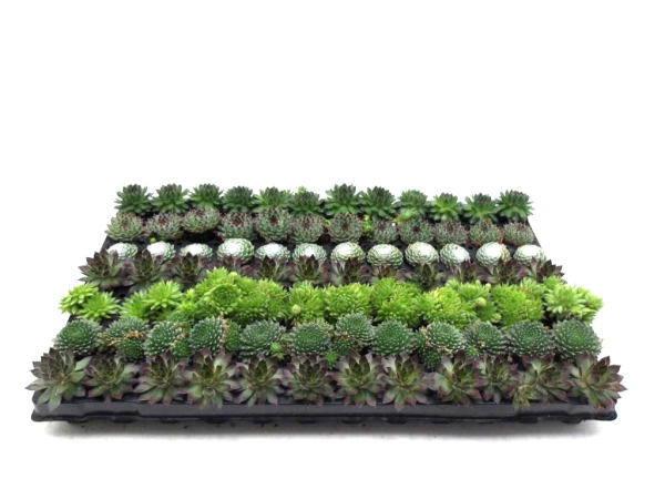 Sempervivum Ballenware Mix