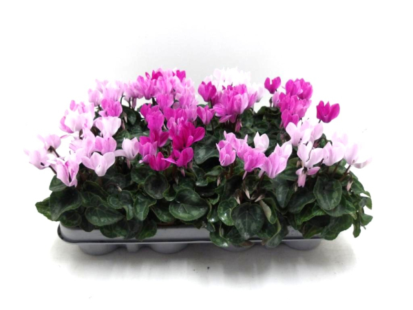 Cyclamen midi 'Crayon' lila