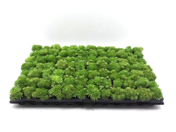Sempervivum Ballenware hellgrün