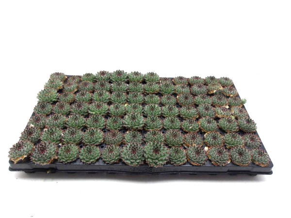 Sempervivum Ballenware mit roter Spitze