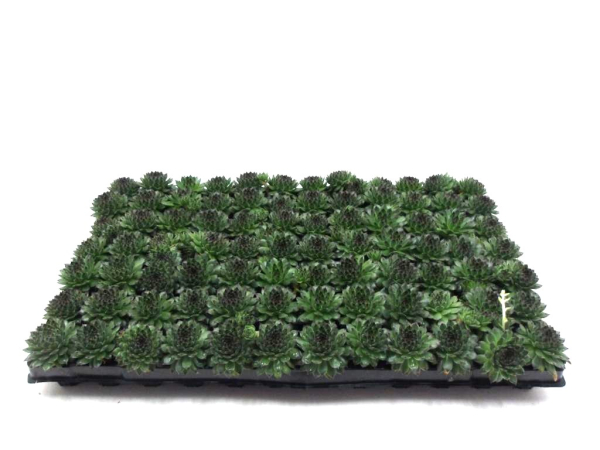 Sempervivum Ballenware dunkelgrün