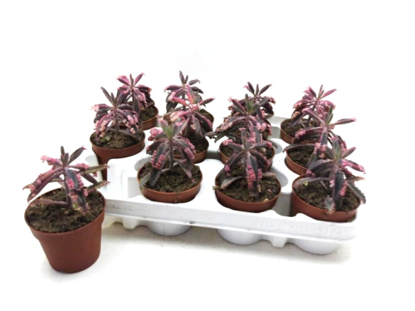 Kalanchoe "Pink Butterfly"