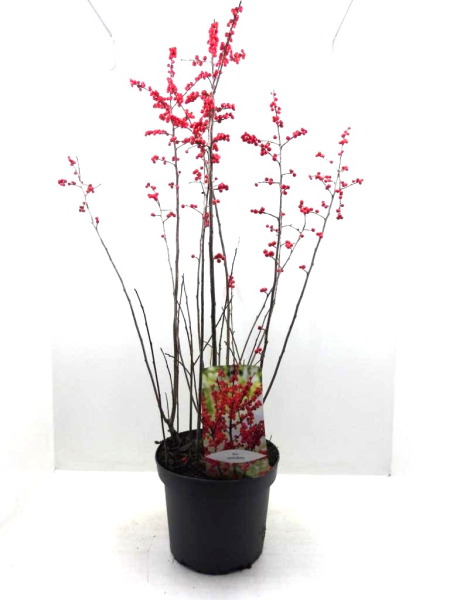 Ilex vert. rot