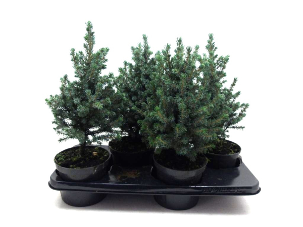 Picea glauca "Conica Blue"