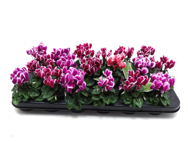 Mini Cyclamen 'Smartiz Fantasia'