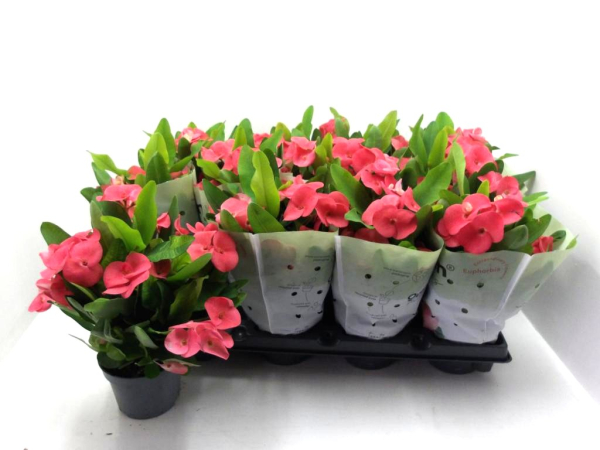 Euphorbia milii