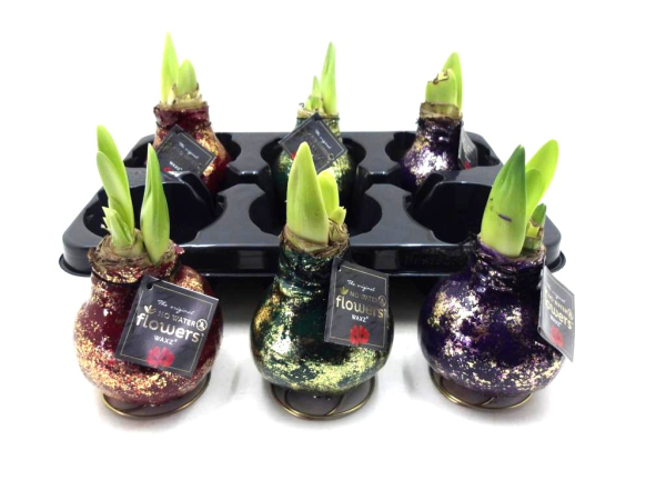 Waxz  Amaryllis "Galaxy"