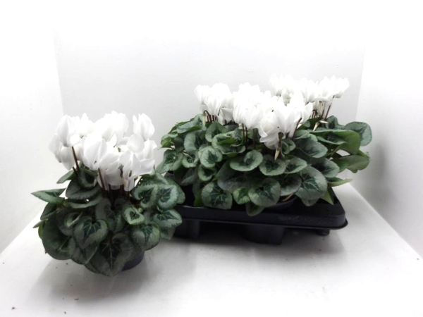 Cyclamen pers. weiß