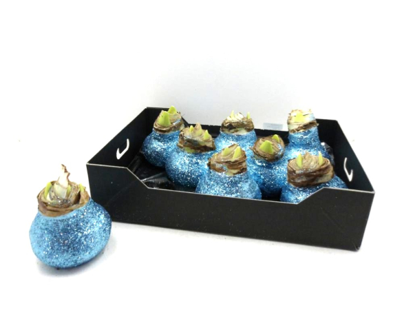 Wachsamaryllis Glitter blaumetallic