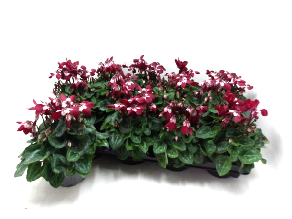 Cyclamen "Djix" dunkelrot