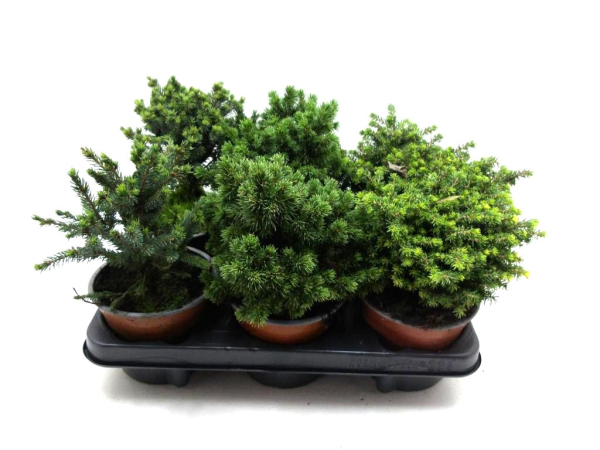 Picea "Zwerg" Mix
