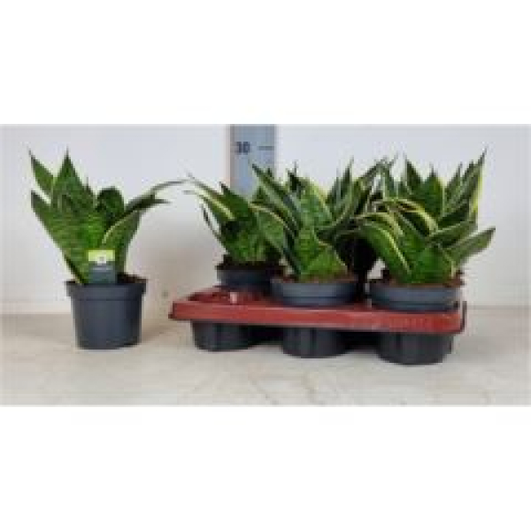 Sansevieria trifa. 'Laurentii'