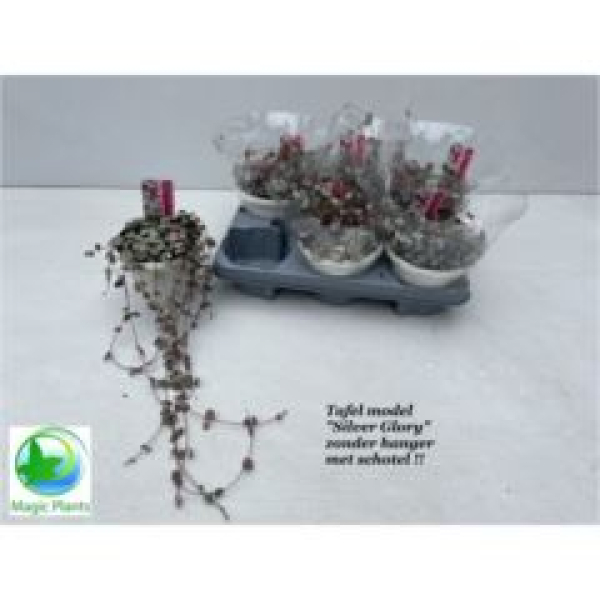 Ceropegia woodii 'Silver Glory'