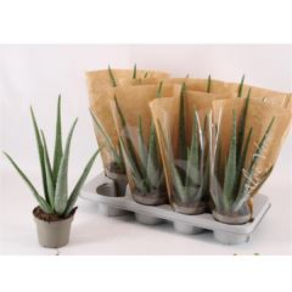 Aloe vera