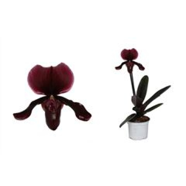 Paphiopedilum "Black Jack" 1 Blüte