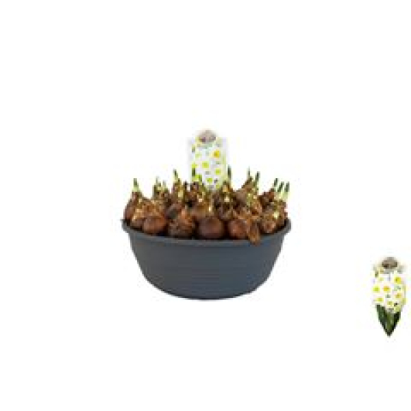 XL Schale Narcissus "Avalex"