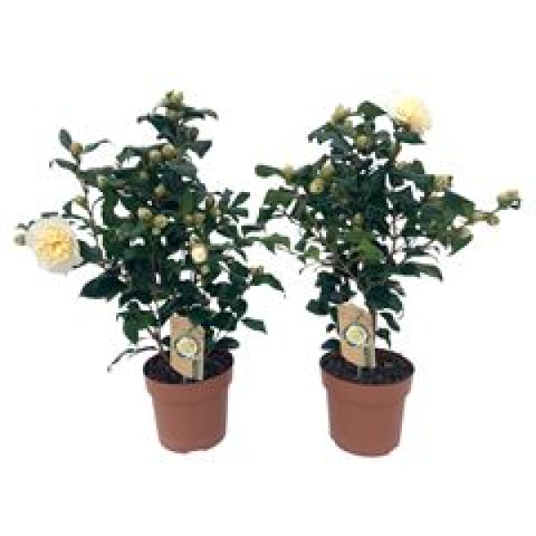 Camellia japonica 'Brushfield Yell'