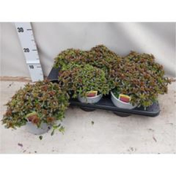 Sedum "Spot on deep Rose"