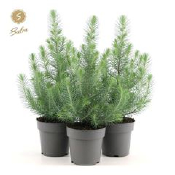 Pinus pinea 'Silver Crest'