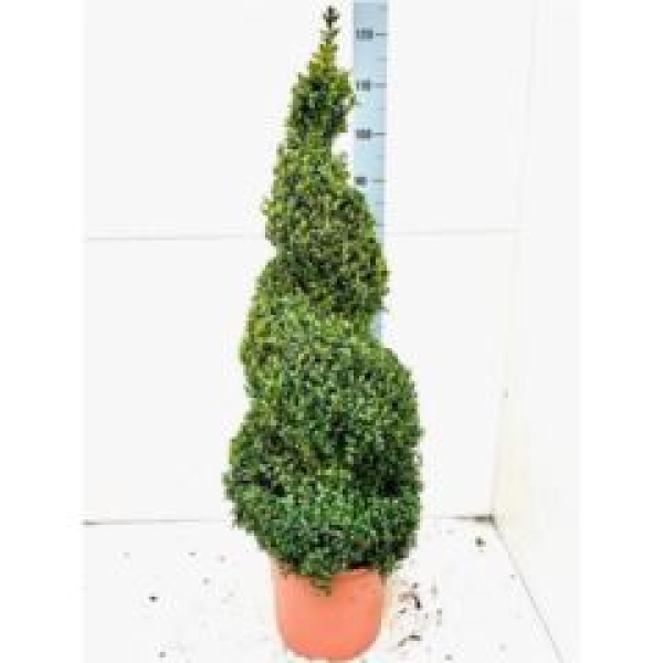 Buxus semp. Spirale