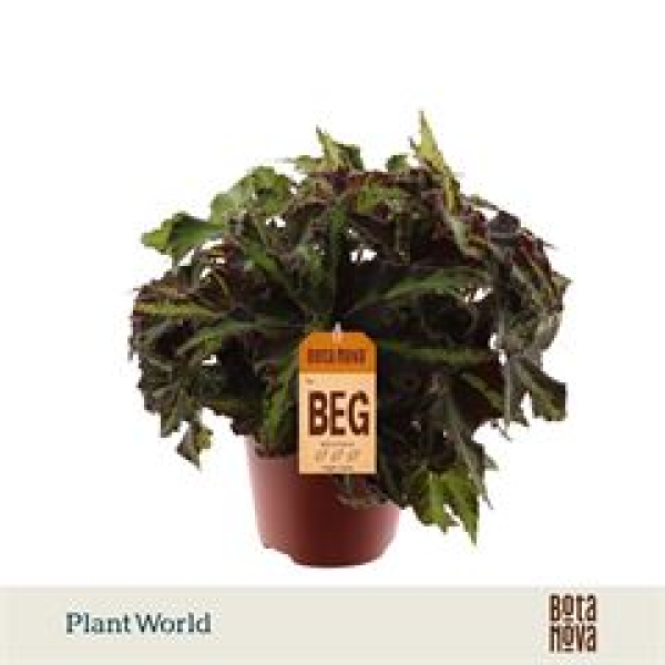 Begonia rex " MagicCol Lion Danc"