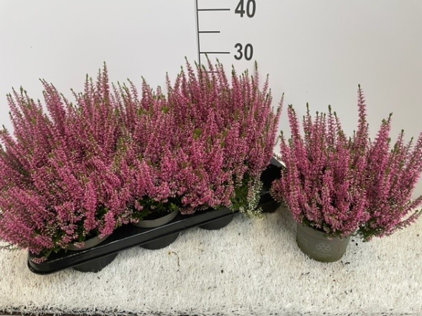 Calluna 'Beauty Ladies' rosa