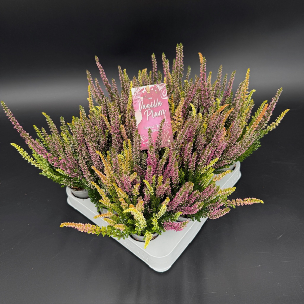Mini Calluna Trio "Vanilla Plum"