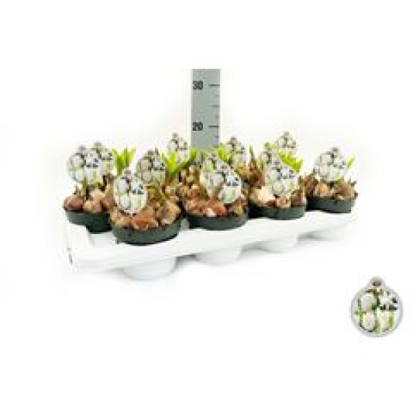 Zwiebelblumen gemischt in Topf weiß