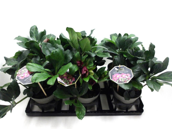 Helleborus 'Ice N' Roses' Karli