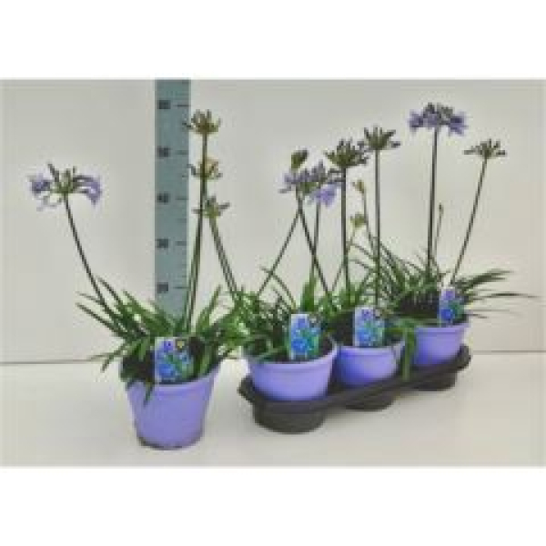 Agapanthus 'Crystal Line'