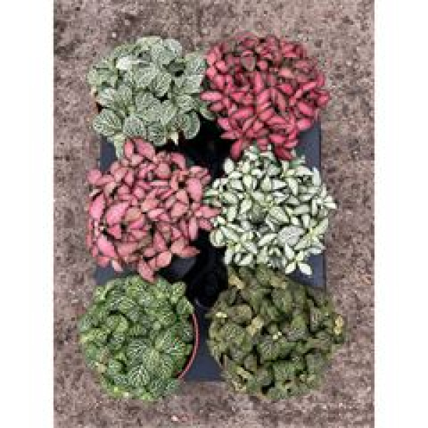Fittonia gemischt
