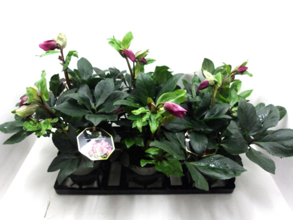 Helleborus 'Ice N' Roses' Cozy Red