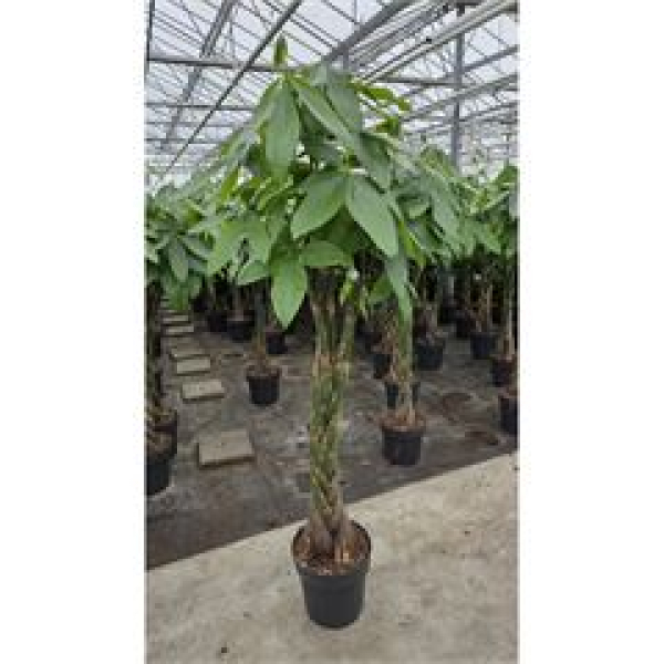 Pachira aquatica Stamm geflochten