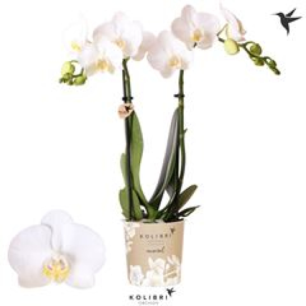 Phalaenopsis midi weiß