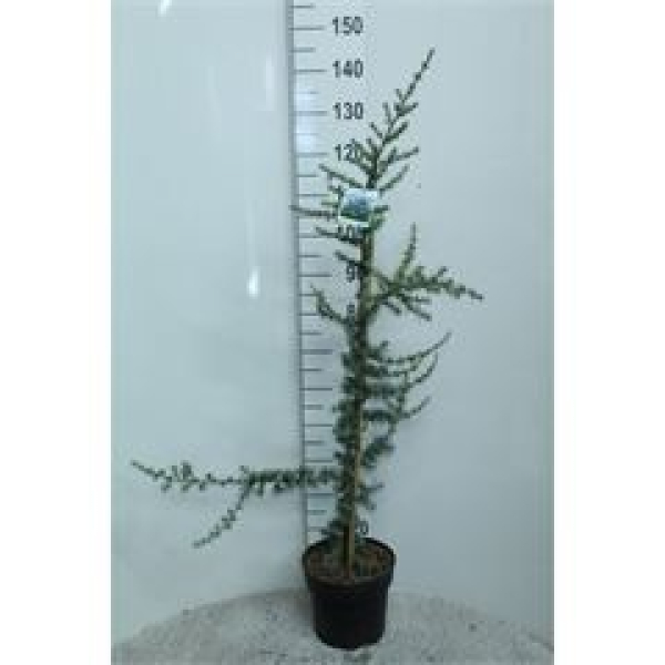 Cedrus libani 'Glauca'