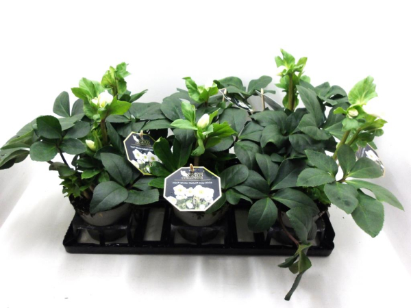 Helleborus 'Ice N' Roses' Cozy White