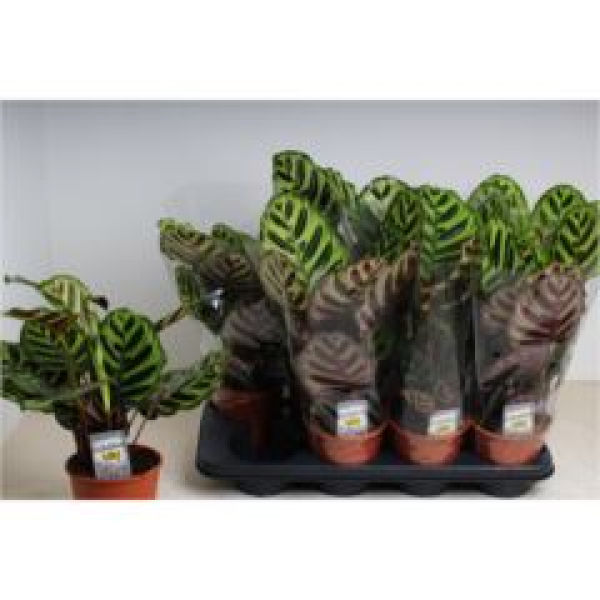 Calathea makoyana