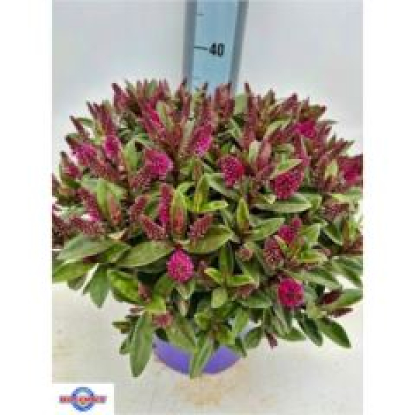 Hebe Busch pink