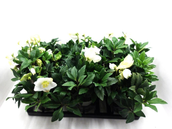 Helleborus niger